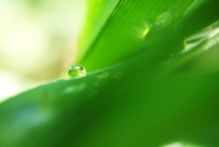 Green Drop