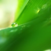 Green Drop