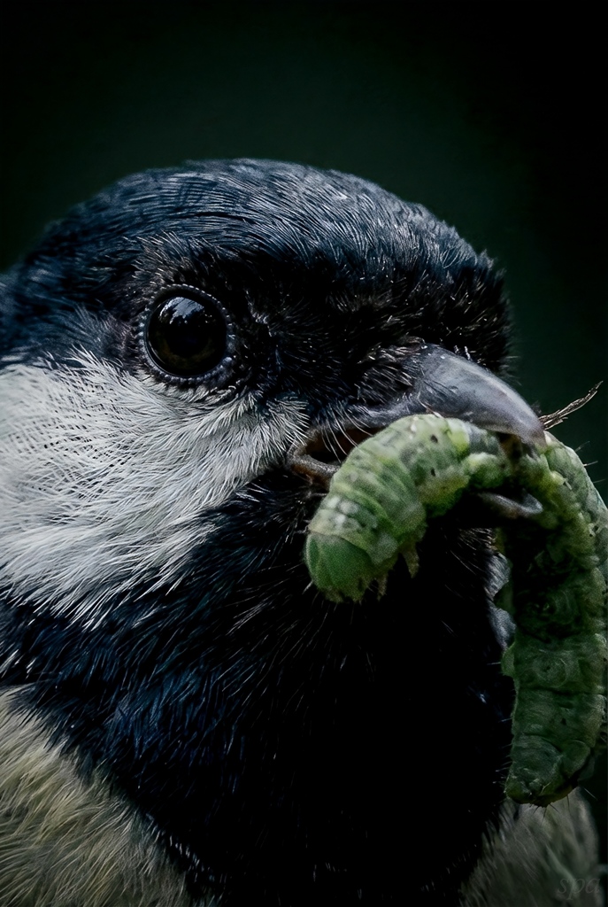 Forest Learns to Survive