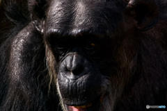 チンパンジー