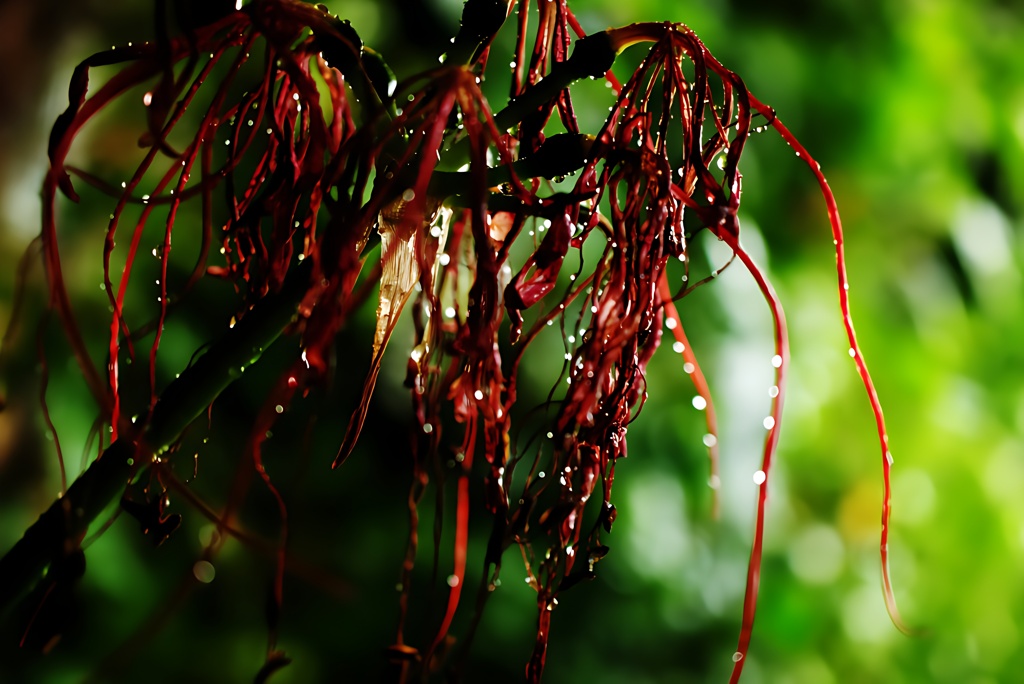 雨情の華
