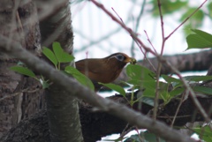 ガビチョウ②
