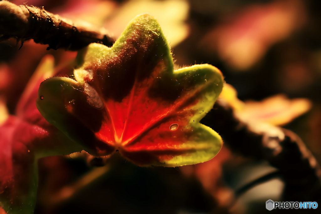 メープルの気持ち