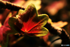 メープルの気持ち