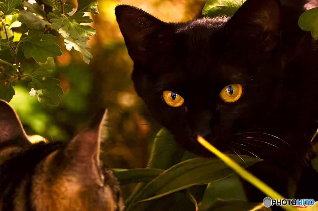 黒猫探訪 二丁目