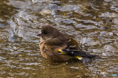しっとりカワラヒワ