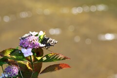 紫陽花と陽光