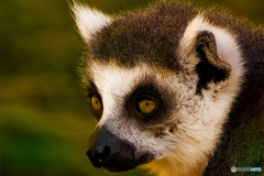 群れるということ