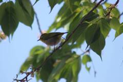 桜の残り香に