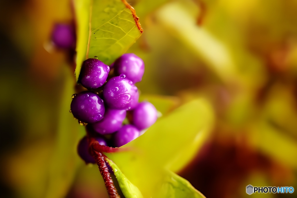 コムラサキの実