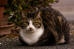 ねこさん