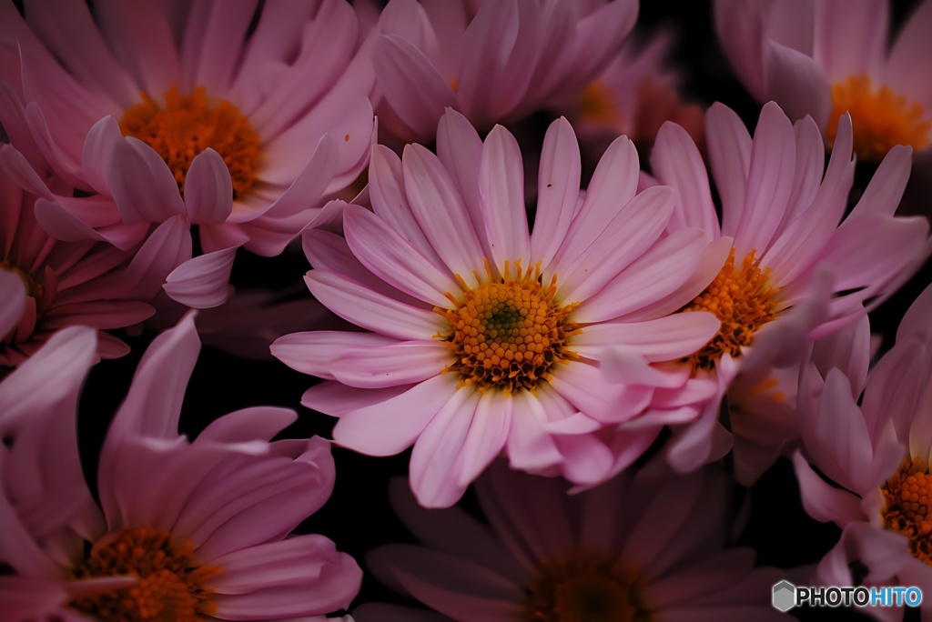 寂かな時、菊一文