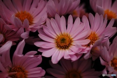 寂かな時、菊一文