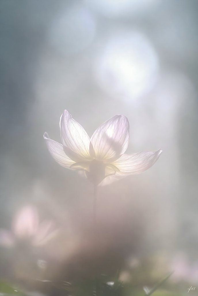 Soft Lights, Soft Reasons