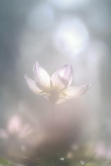 Soft Lights, Soft Reasons