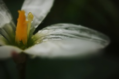 蕊の集結