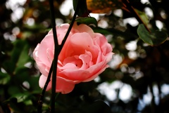 頭上の薔薇 頭上の薔薇