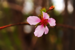 早春すぎ？(アーモンドの花)