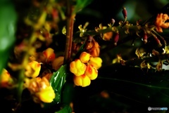 雨の日にひっそりと黄色を主張する花