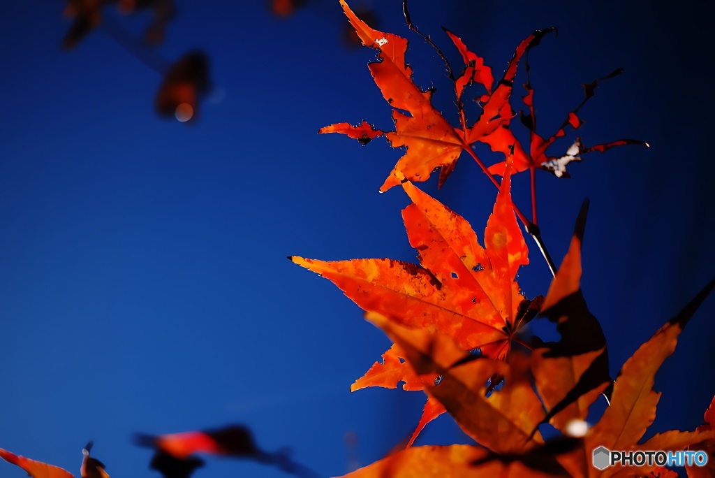 モミジをかざしてLet'sGo