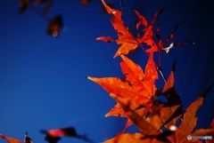 モミジをかざしてLet'sGo