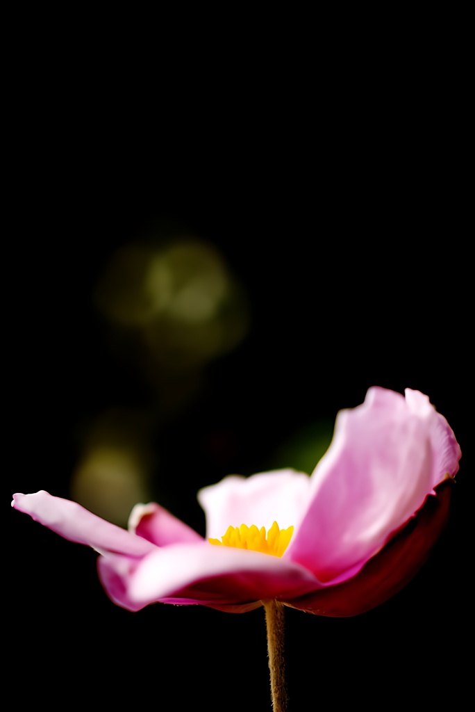 明待てど、