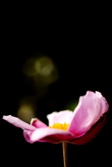 明待てど、