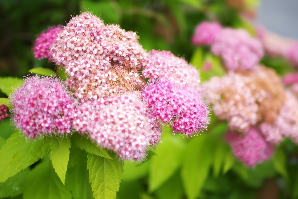 紫陽花まつり