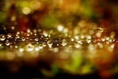mellow melody.