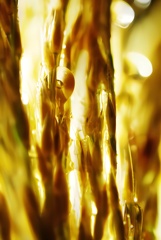 GOLD BUBBLE. 