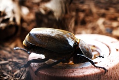 カブトムシ