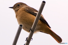アンテナのお嬢さん