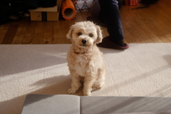 愛犬