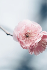 そっと寄り添う梅の花