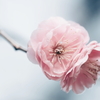 そっと寄り添う梅の花