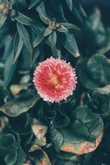 花占いには不向きの花