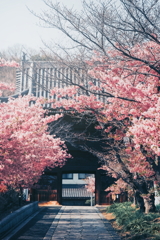 満開の河津桜が出迎えてくれた