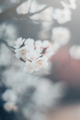 静寂に咲く梅の花