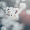 静寂に咲く梅の花