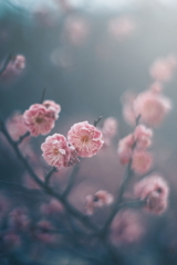 梅花火
