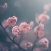 梅花火