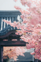満開の河津桜