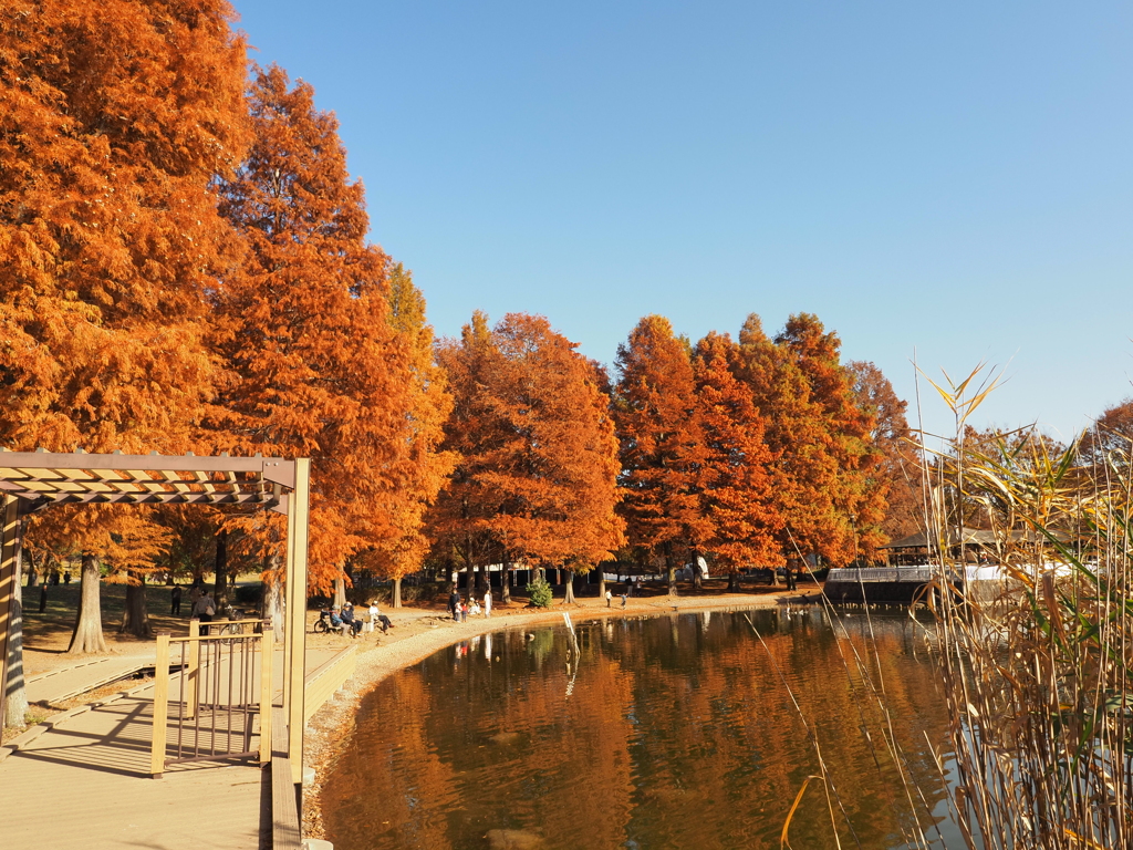 舎人公園（紅葉）