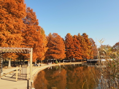 舎人公園（紅葉）