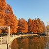 舎人公園（紅葉）