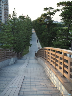草加市松並木