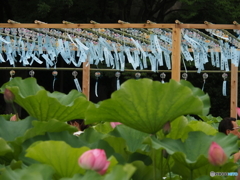 風鈴と蓮