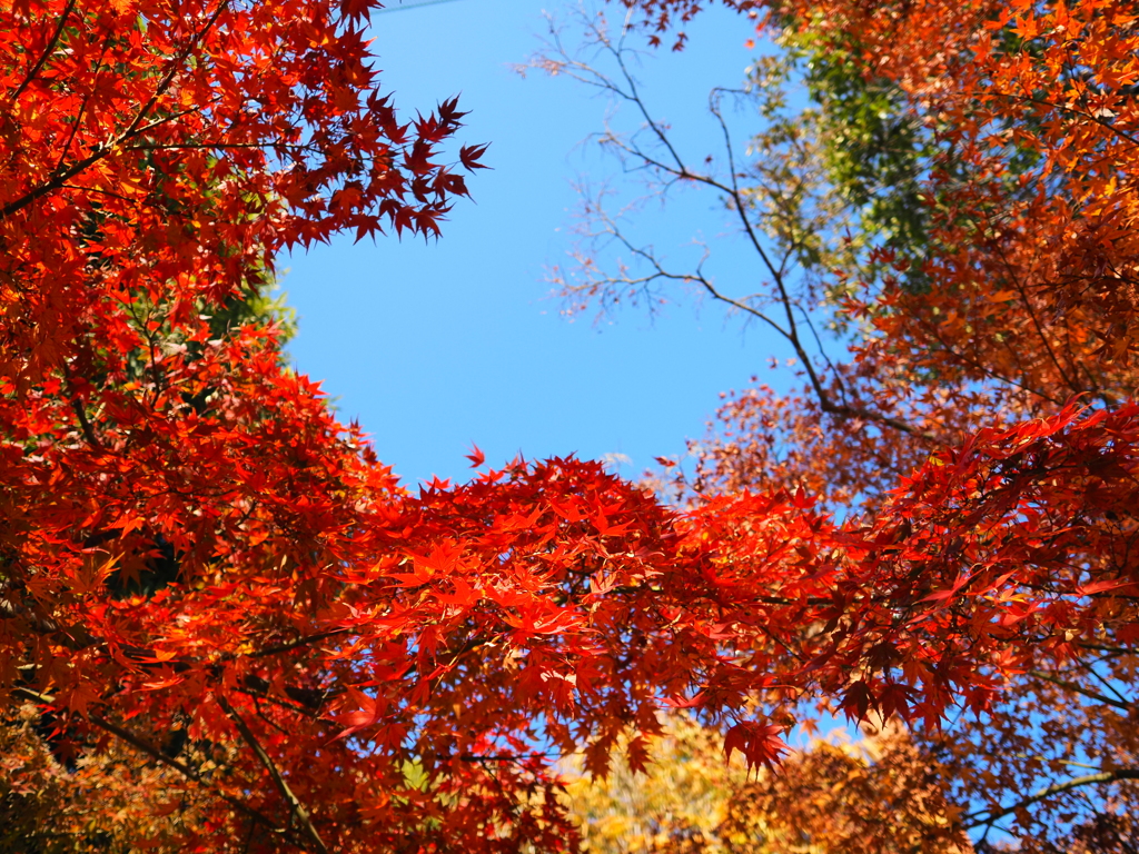 舎人公園（紅葉）