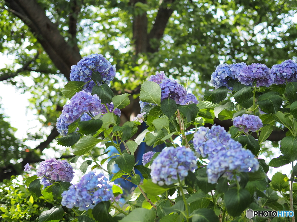 紫陽花