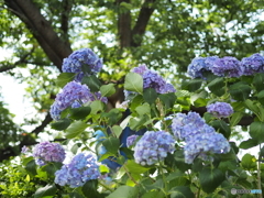 紫陽花